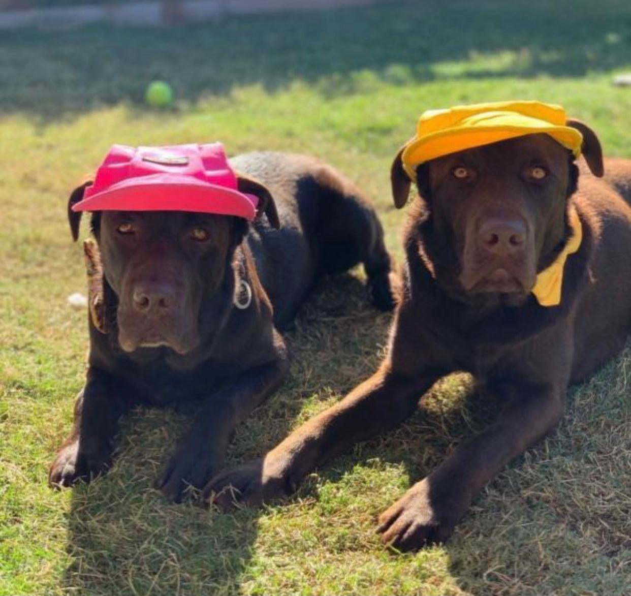 Haustier-Hut Pink - Niedlicher Hut für Hunde & Katzen