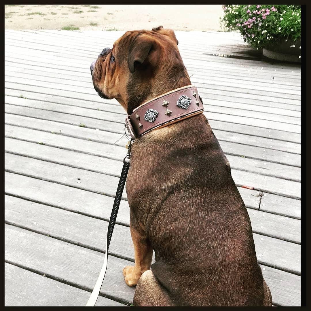 "Aztec" Grau Hundehalsband - Premium Lederhalsband von BESTIA