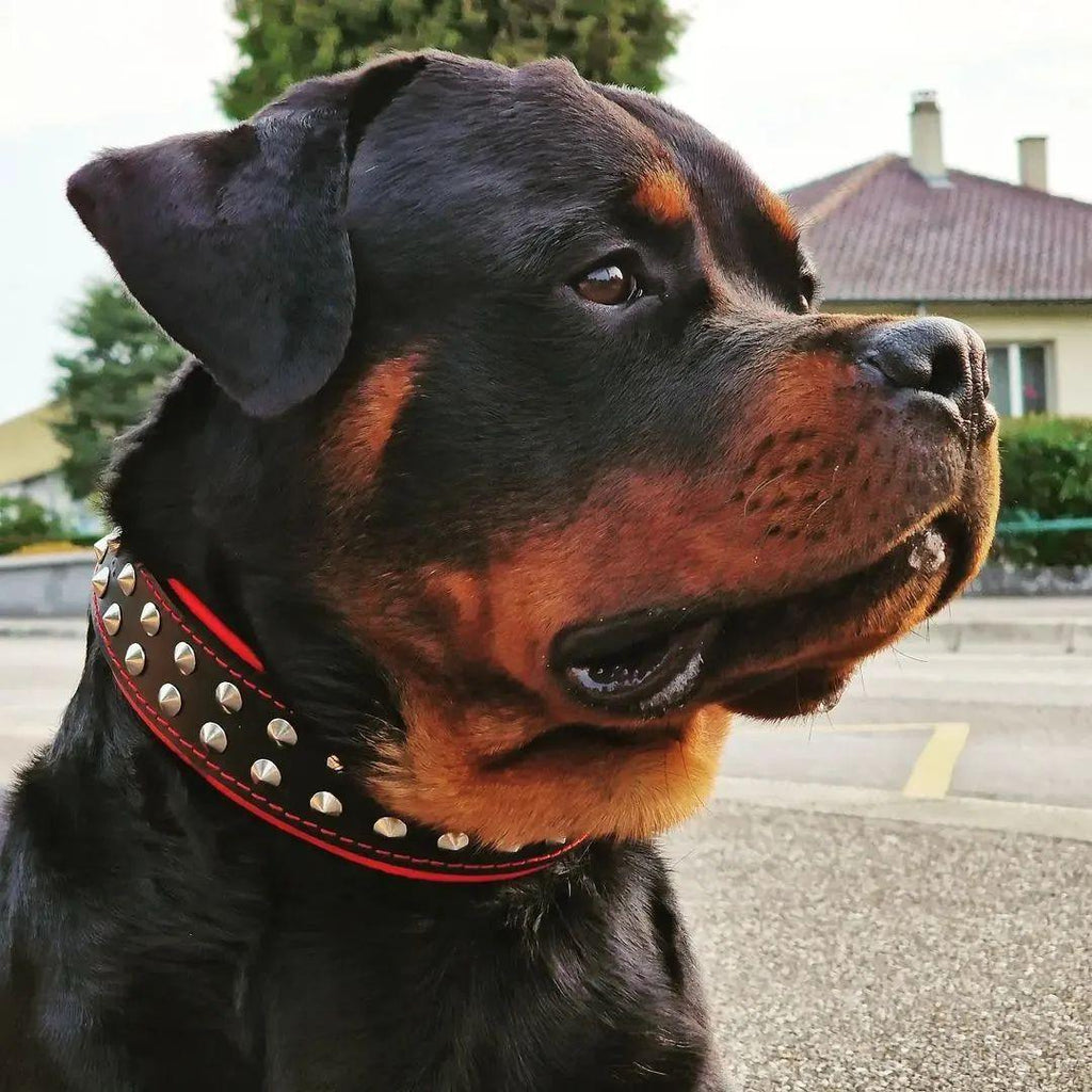 "Boston" Hundehalsband - Premium Lederhalsband von BESTIA