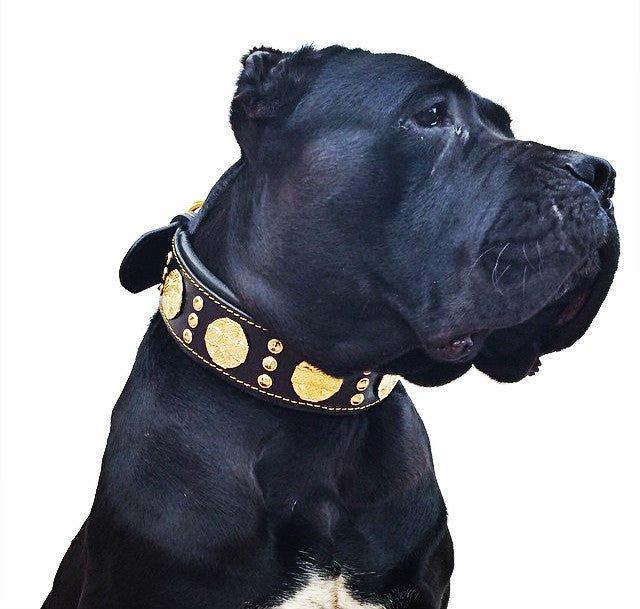 "Maximus" Hundehalsband 2,5 Zoll Breit Schwarz & Gold - Premium Lederhalsband von BESTIA