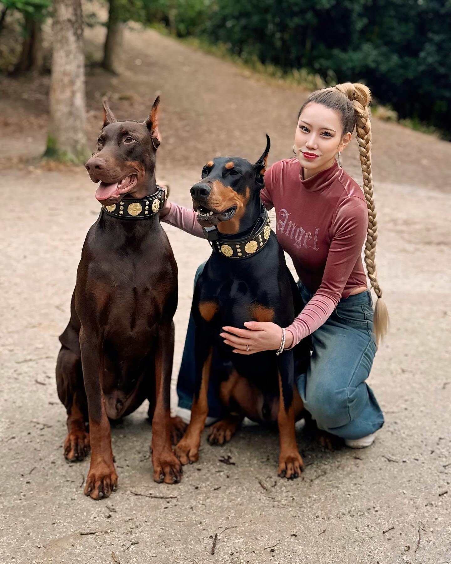 "Maximus" Hundehalsband 2,5 Zoll Breit Schwarz & Gold - Premium Lederhalsband von BESTIA